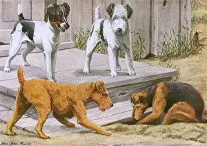 Terriers at Work: A 20th Century Print