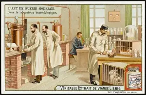 Bacteriology Laboratory Print, Animals in Testing