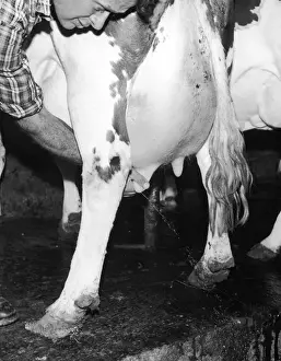 Prints of Testing the udders of dairy cows before they are attached to a mechanical milking machine Cattle Prints: Print of Dairy Cow Udder Inspection