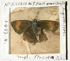 Thecla betulae, brown hairstreak butterfly Thecla betulae, brown hairstreak butterfly