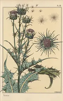 Eugène Grasset Lithograph Prints: Thistle botanical study