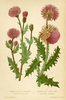 Historical Botanical Prints: THISTLES