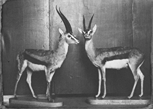 Thomsons Gazelles in Natural History Museum Thomsons Gazelles in Natural History Museum