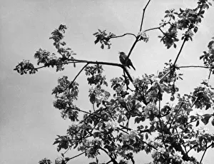 Thrush in an Apple Tree Print, 1960s