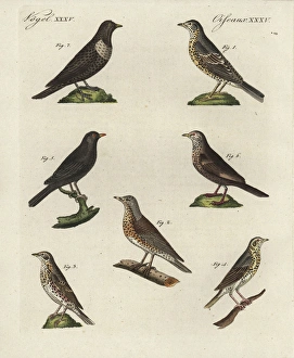 Thrushes, blackbird and ring ouzel Thrushes, blackbird and ring ouzel