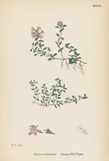 English Countryside Flowers Prints: Thymus Eu-Serpyllum