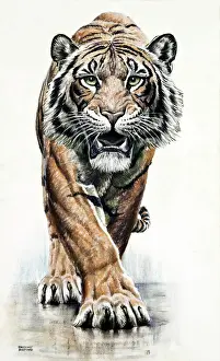 Raymond Sheppard Art Prints: A Tiger approaches