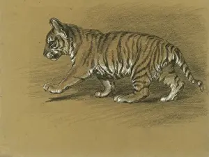 Raymond Sheppard Artwork Prints: Tiger Cub