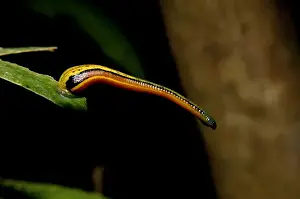 Annelid Prints: Tiger Leech on a Leaf Print, Kinabatangan River Floodplain