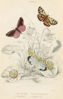 Wood Tiger Moth Print featuring Caterpillar