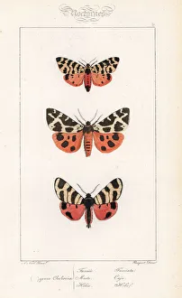 Tiger moth, garden tiger and hebe tiger Tiger moth, garden tiger and hebe tiger