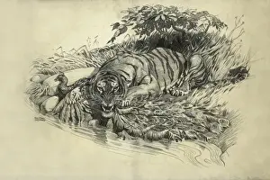 Raymond Sheppard Artwork Prints: Tiger and Peacock