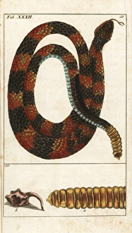Timber rattlesnake, Crotalus horridus