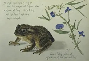 Toad Emerging After Rain, Watercolour Print by Olivia Tonge