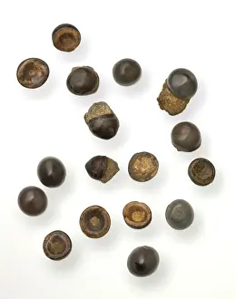 Toad Stones or Fish Teeth Print by Mary Evans Prints Online