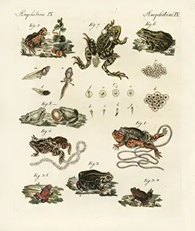 Common Toad Prints: Toads and frogs