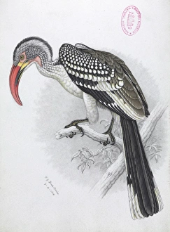 Tockus erythrorhynchus, Red-billed hornbill Tockus erythrorhynchus, Red-billed hornbill