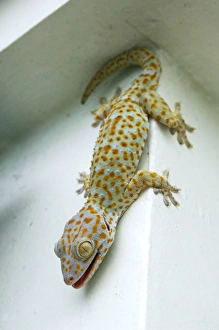 Tokay Gecko - adult on a corner of a building after Tokay Gecko - adult on a corner of a building after