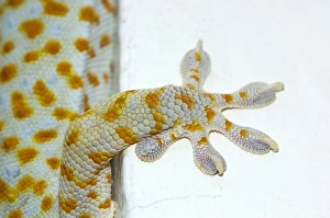 Tokay Gecko - adult front foot holding onto a corner Tokay Gecko - adult front foot holding onto a corner