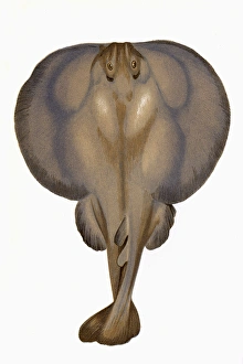 Torpedo torpedo, or eyed electric ray Torpedo torpedo, or eyed electric ray