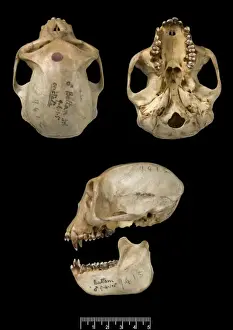 Prints of Trachypithecus cristatus, silver leaf monkey. Males skull. Catalogue reference 1909.4.1.5 Related Prints: Silver Leaf Monkey Male Skull Print, 1909.4.1.5