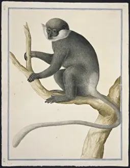 Purple-Faced Leaf Monkey Print, 1754-57
