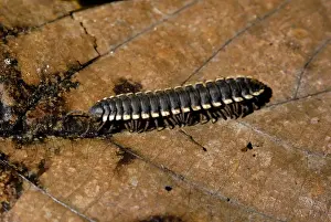 Prints of Tractor millipede. lowland rainforest floor on Kinabatangan river floodplain; Sabah, Borneo, Malaysia; June. Class Diplopoda Millipede Prints: Tractor Millipede Print: Lowland Rainforest Floor, Sabah, Borneo