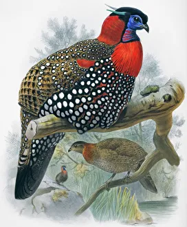 Tragopan melanocephala, western tragopan Tragopan melanocephala, western tragopan