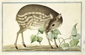 Related Prints: Lesser Mouse-Deer Print (Tragulus javanicus, Plate 103)