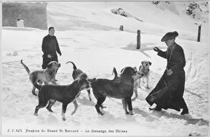 Mountain Dog Breeds Prints: Training St Bernards