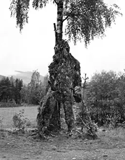 Tree Troll Print, Norway, Late 1960s