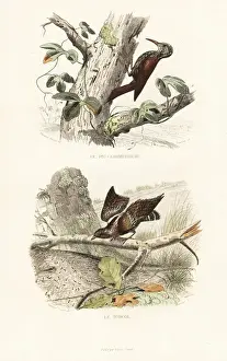 Treecreeper and Wryneck Print, 1837