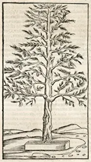 16th Century German Print: Pine Tree Resin Collection