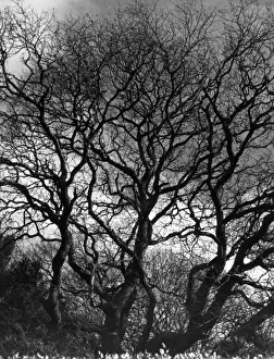 Bare Tree Branches Prints: TREES-TRACERY
