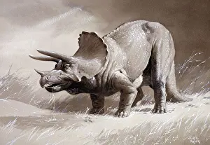 Prints of The three-horned dinosaur which lived during the Upper Cretaceous period, 67 to 65 million years ago. It grew up to 9 metres in length and fossils have been discovered in USA Extinct Prints: Triceratops Print: Upper Cretaceous Era Dinosaur