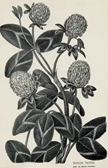 Trifolium Pratense Prints: Trifolium Pratense