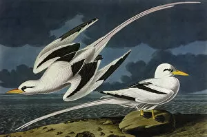 Drawings Collection: Tropic Bird, by John James Audubon