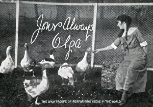 The only troupe of performing Geese in the World The only troupe of performing Geese in the World