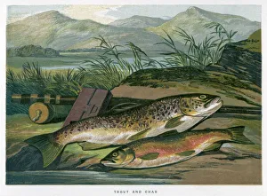 A Trout and a Char