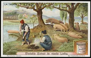 Truffle Hunting Print