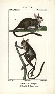 Tufted capuchin, Sapajus apella, and squirrel Tufted capuchin, Sapajus apella, and squirrel