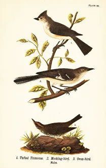 Tufted titmouse, northern mockingbird and ovenbird Tufted titmouse, northern mockingbird and ovenbird