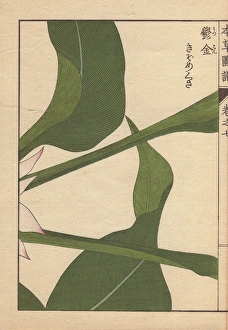 Turmeric leaves, Curcuma longa L var macrophylla Turmeric leaves, Curcuma longa L var macrophylla