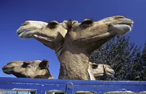 Two-headed camel? Birqash Camel Market near Cairo, Egypt Two-headed camel? Birqash Camel Market near Cairo, Egypt