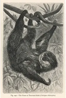 Animal Portraits Online Prints: Two-Toed Sloth