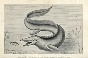Prehistoric Marine Life Prints: Tylosaurus proriger