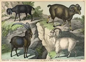 Prints of Four types of goat: Capra or Wild Goat, Tibetan Goat, Argali, and Nepali Goat Argali Prints: Four Types of Goat Print: Capra, Tibetan, Argali and Nepali