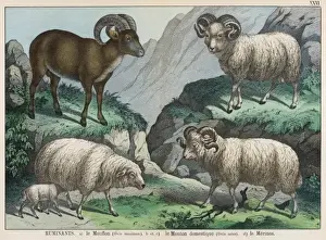 Mouflon Sheep Prints: Three types of sheep