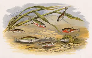 Prints of Six types of Stickleback: Rough-Tailed or Three-Spined (Gasterosteus aculeatus, also known as Barnstickle, Banstickle, Sharplin and Pricklefish), Half-Armed (Gasterosteus aculeatus aculeatus) Stickleback Prints: 1879 Print of Six Types of Stickleback Fish