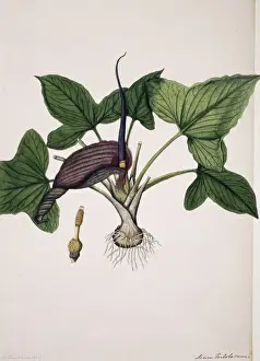 Typhonium roxburghii Print, c. 1795-1805
